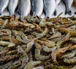 שוק הדגים של בטומי – ים רדוד - 9