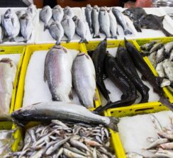 שוק הדגים של בטומי – ים רדוד - 11