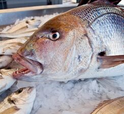 שוק הדגים של בטומי – ים רדוד - 1