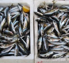 שוק הדגים של בטומי – ים רדוד - 3