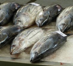 שוק הדגים של בטומי – ים רדוד - 6