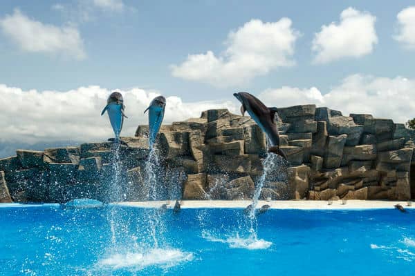 Представления в батумском дельфинарии